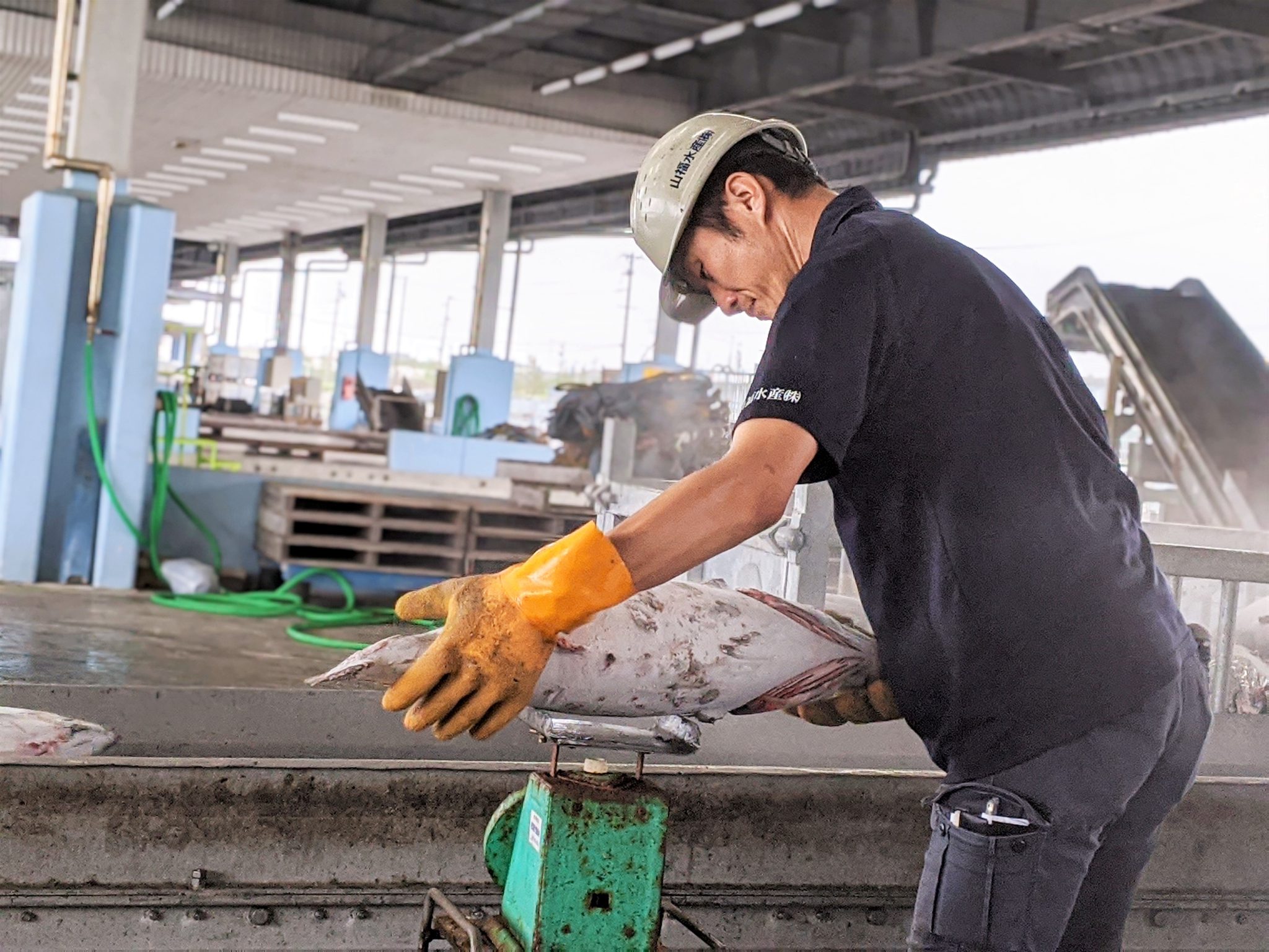 2020年7，8月 かつお一本釣り冷凍水揚げ量と今後の予想 | KATSUO LIFE